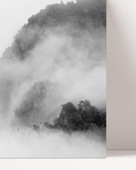 After Hover: Trees in the fog