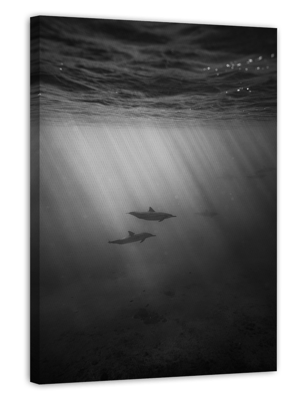 Delfine unter Wasser - Schwarz-Weiß