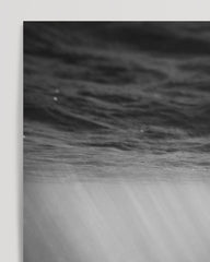 After Hover: Dolphins underwater - black and white