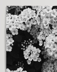 After Hover: Flowers - Black and White