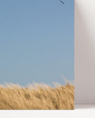 After Hover: Lighthouse on dunes