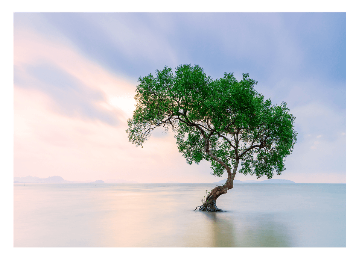 Baum im Wasser