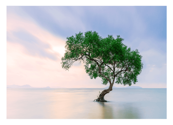 Baum im Wasser