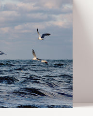 After Hover: Seagulls by the water