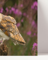 After Hover: Owl in a flower landscape