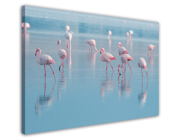 Flamingos im Wasser