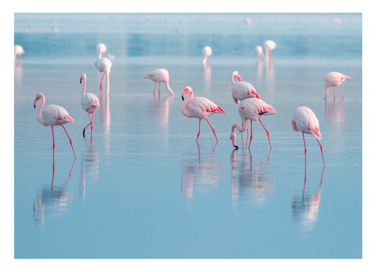 Flamingos im Wasser