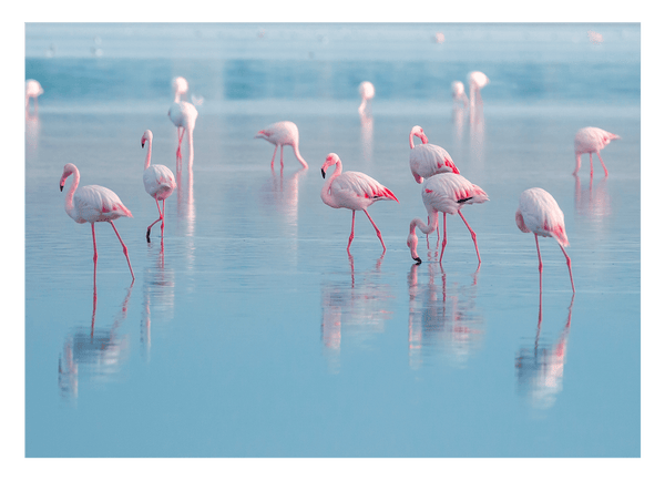 Flamingos im Wasser