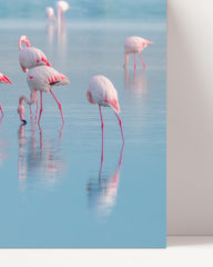 After Hover: Flamingos in the water