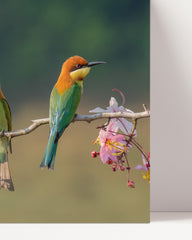 After Hover: Exotic birds