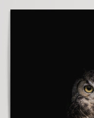 After Hover: Owl on black background
