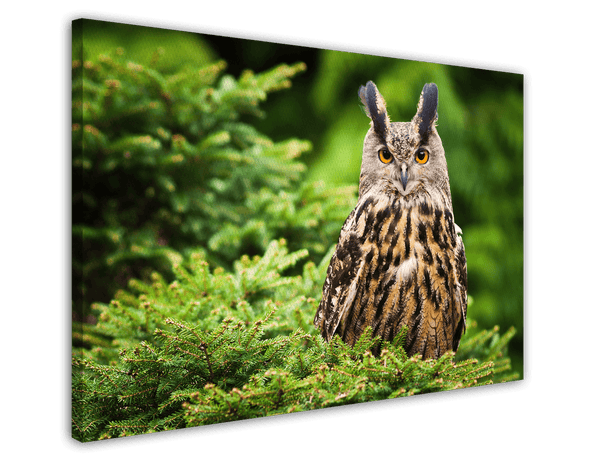 Eule im Wald