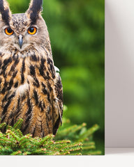 After Hover: Owl in the forest