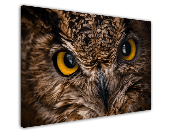 Eule im Portrait