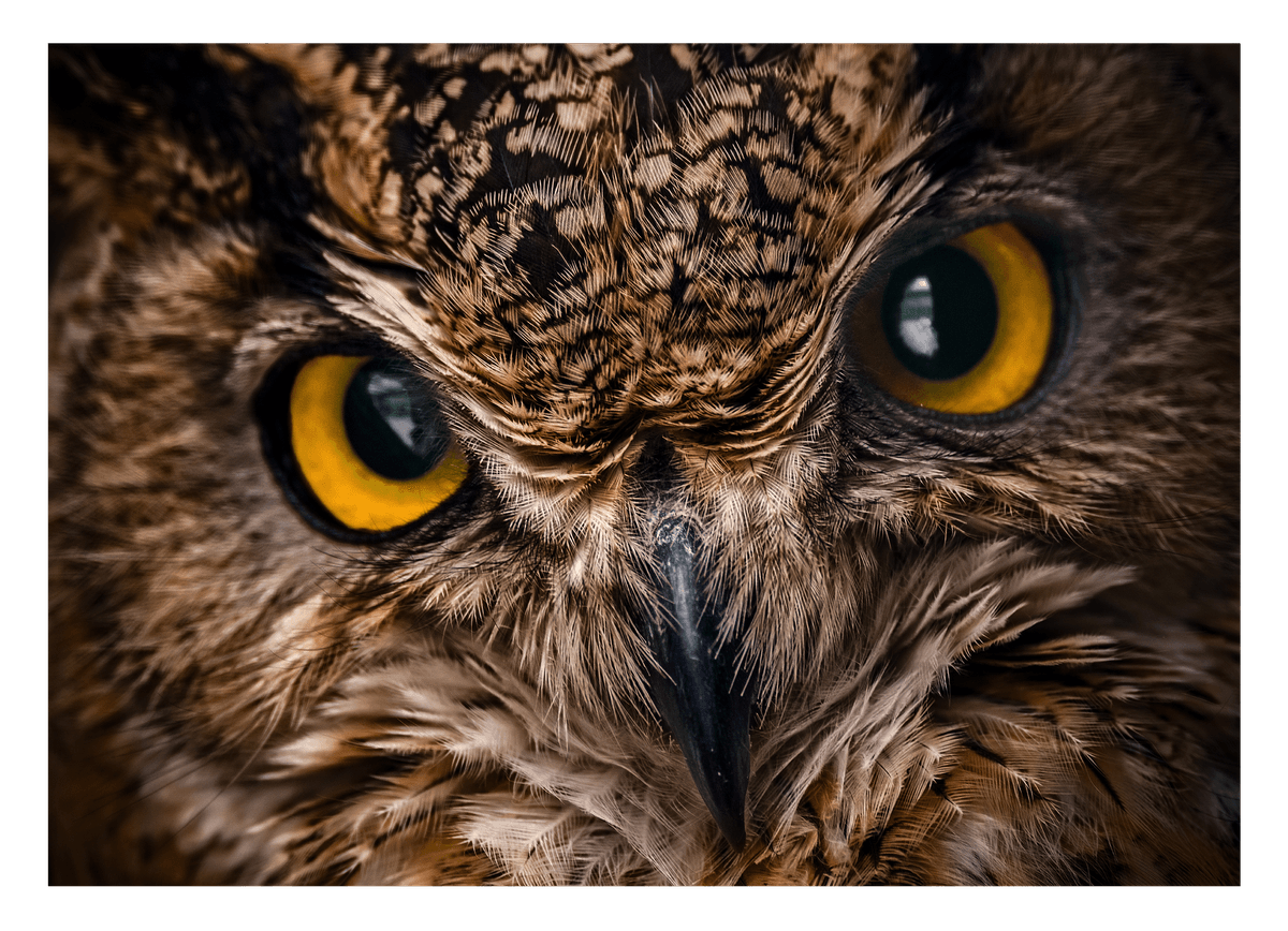Eule im Portrait
