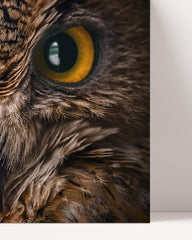 After Hover: Owl in portrait