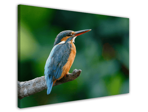 Eisvogel auf einem Ast