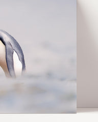 After Hover: Cuddling penguins