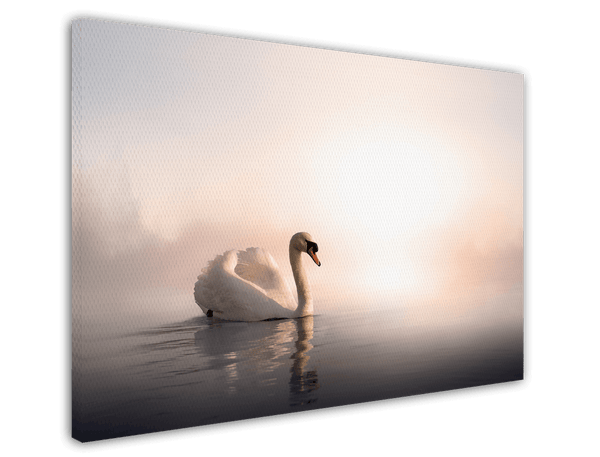 Schwimmender Schwan