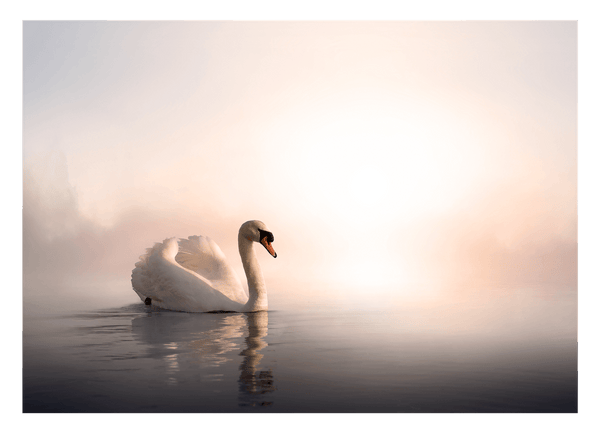 Schwimmender Schwan