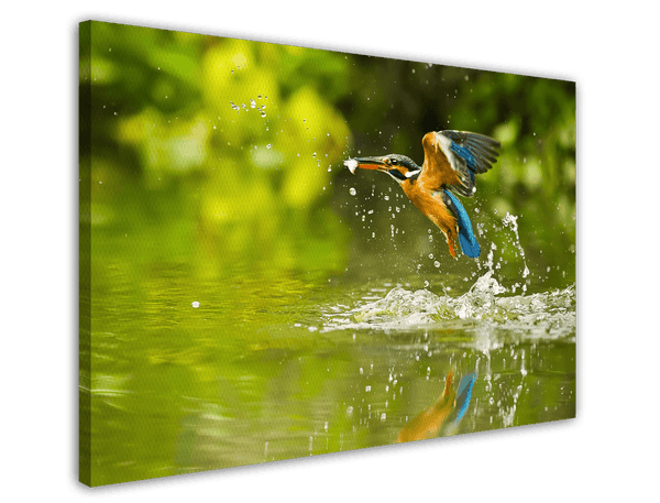 Jagender Eisvogel am Wasser