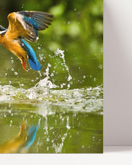 After Hover: Hunting kingfisher by the water