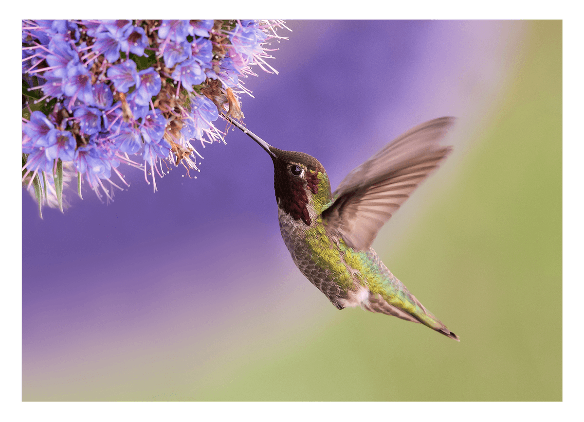 Vogel an Blüte