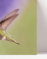 After Hover: Bird on flower