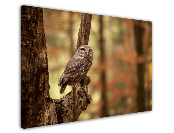 Eule im Wald
