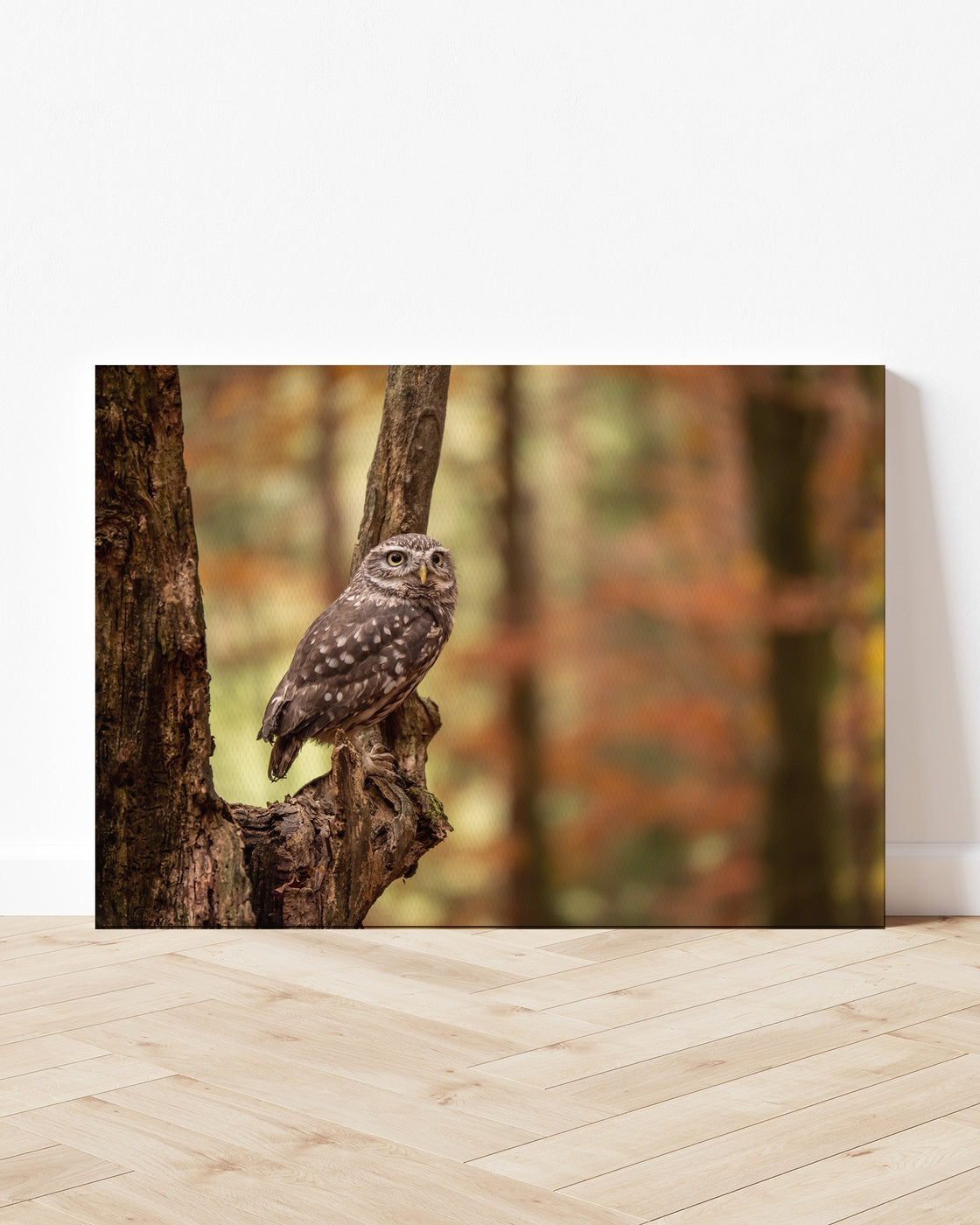 stretched-canvas