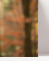 After Hover: Owl in the forest