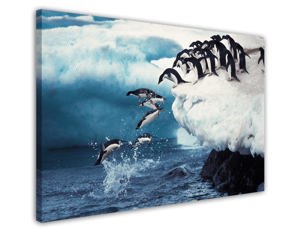 Pingune springen ins Wasser