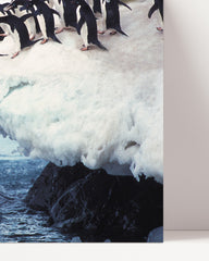 After Hover: Penguins jump into the water