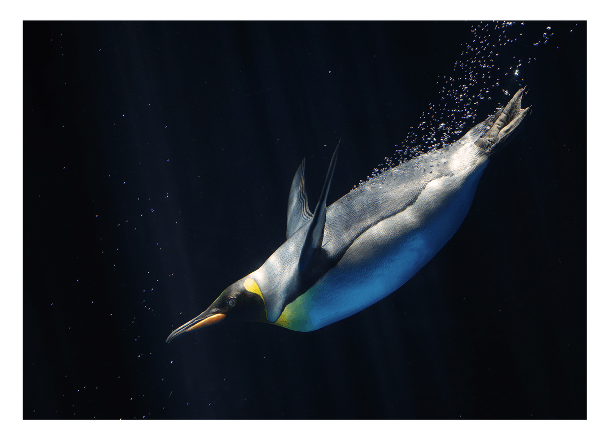 Schwimmender Pinguin