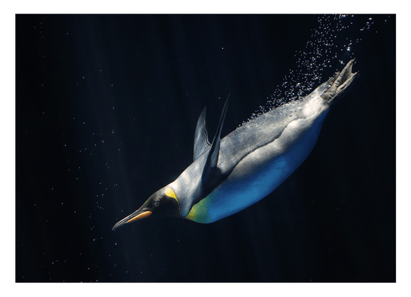 Schwimmender Pinguin