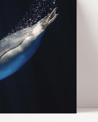 After Hover: Swimming penguin