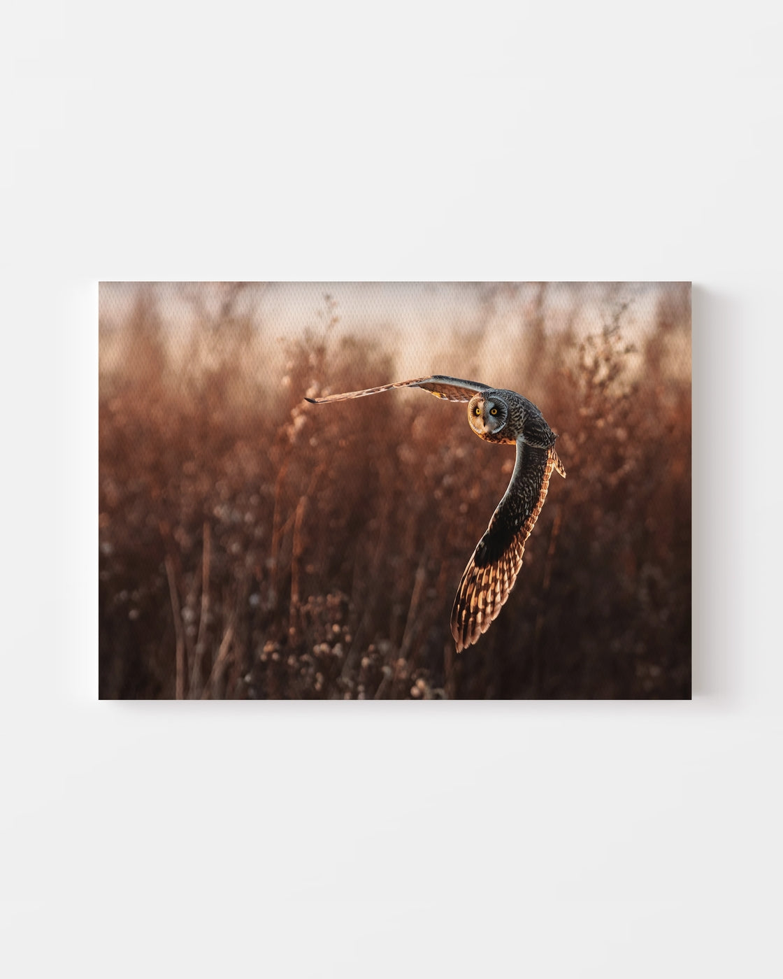 stretched-canvas