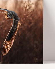 After Hover: Flying Owl