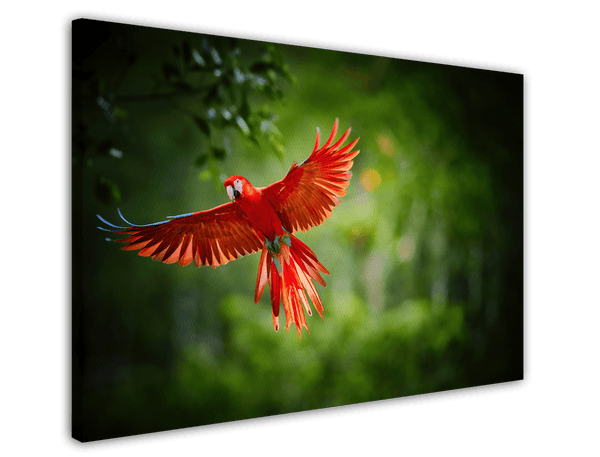 Fliegender roter Papagei