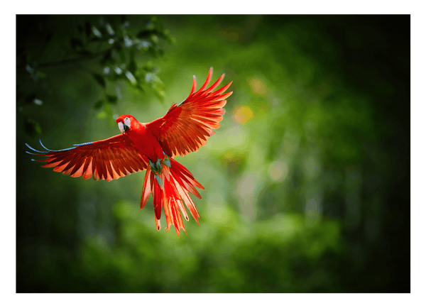 Fliegender roter Papagei