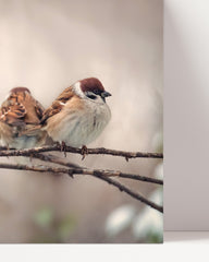 After Hover: Sparrows on a branch