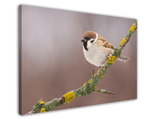 Süßer Spatz