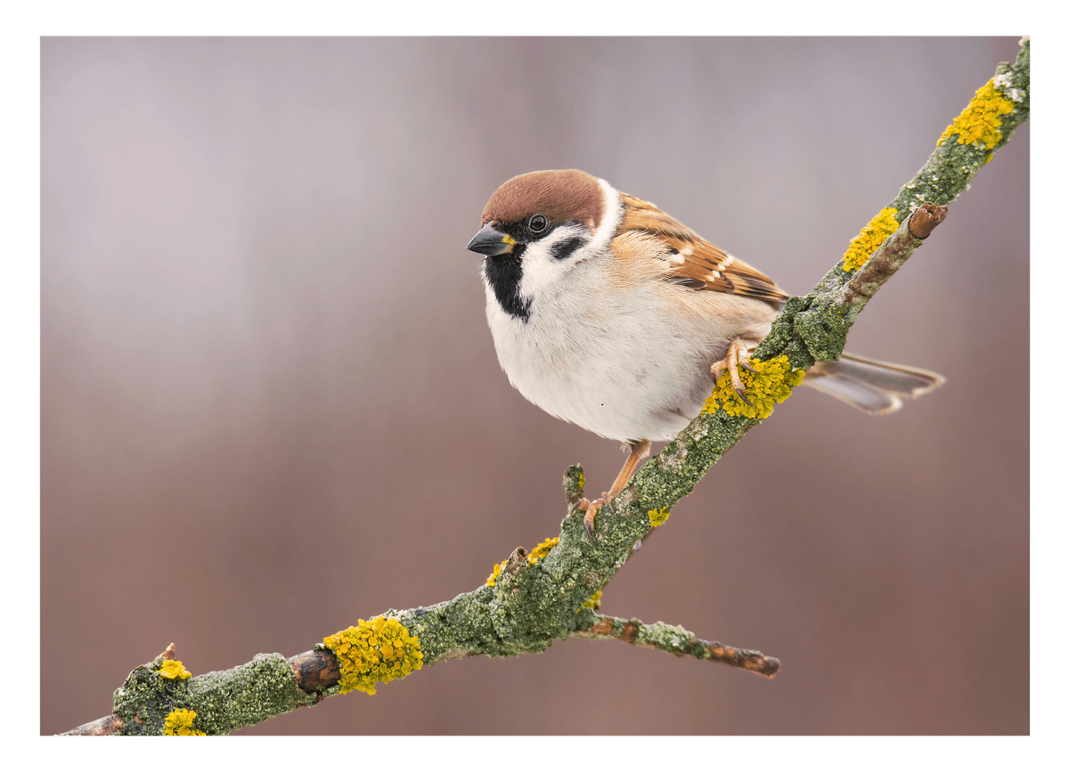 Süßer Spatz
