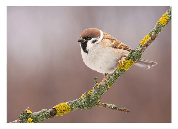 Süßer Spatz