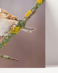 After Hover: Sweet sparrow