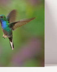 After Hover: Flying hummingbirds