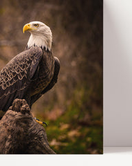 After Hover: Bald Eagle
