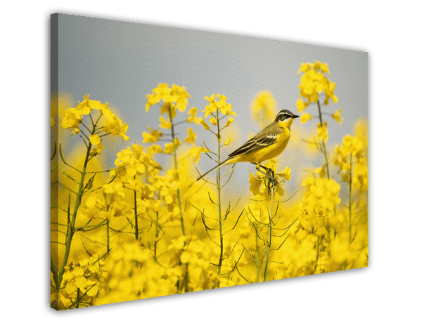 Vogel im Blumenmeer