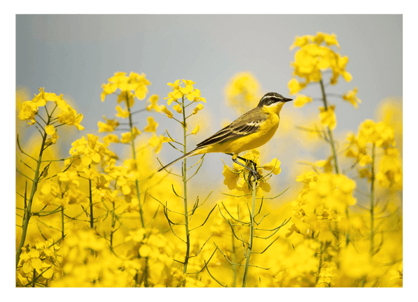 Vogel im Blumenmeer