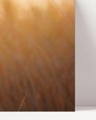 After Hover: Owl in summer landscape